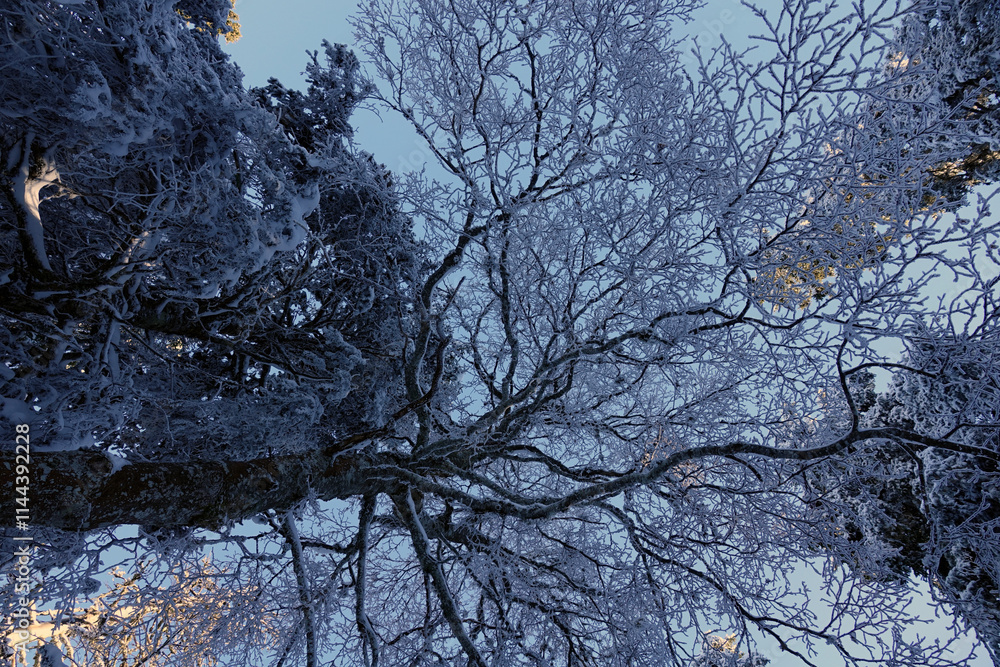 Premières neiges de décembre 2024, randonnée raquette dans le Vercors à Autrans en France Premières neiges de décembre 2024, randonnée raquette dans le Vercors à Autrans en France