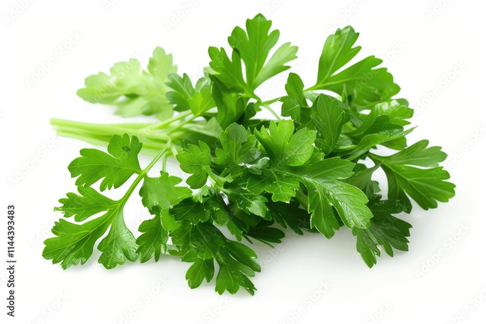 Parsley on White Background. Fresh Green Herb Leaves Isolated for Food Preparation Parsley on White Background. Fresh Green Herb Leaves Isolated for Food Preparation