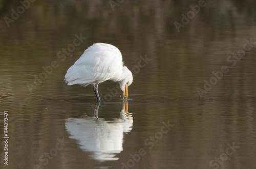 cattle egret Bubulcus ibis perching or flying photo