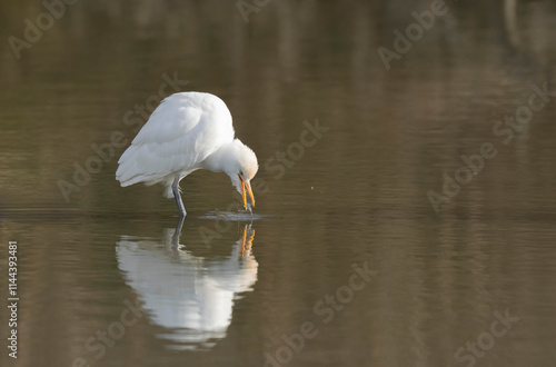 cattle egret Bubulcus ibis perching or flying photo