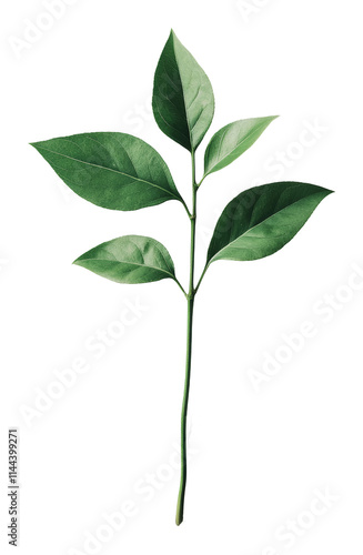 Green leaf branch isolated on transparent background