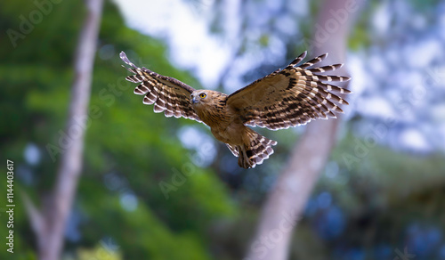 Female Buffy fish owl flying back to the nest to respawn eggs at Khao Yai National Park, Thailand.