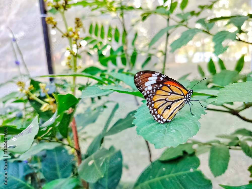 Obraz premium Close up Monarch butterfly resting on leaf.