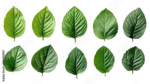 green leaves isolated on white background 