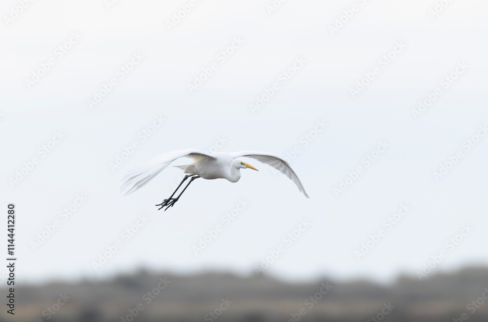 Fototapeta premium Great white Egret Ardea alba from Camargue, Southern France