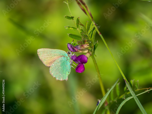 Green Hairstreak Butterfly Feeding on Common Vetch photo