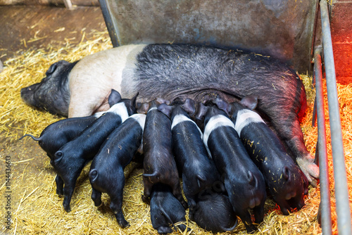 A black and white British Saddleback sow is feeding her piglets in a barn.