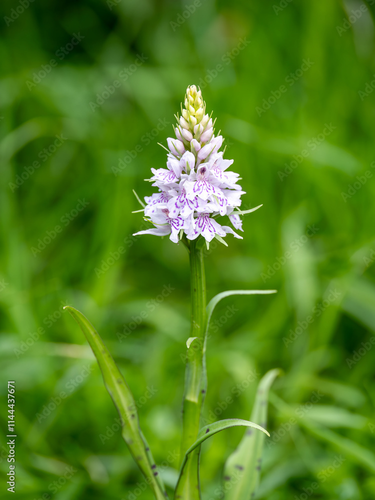 Close up of a Common Spotted-orchid in a Urban Garden Close up of a Common Spotted-orchid in a Urban Garden