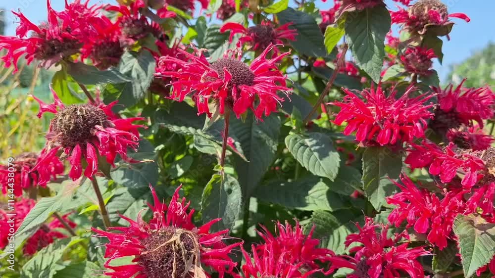 Bee balm (monarda) flowers on a sunny summer day Bee balm (monarda) flowers on a sunny summer day