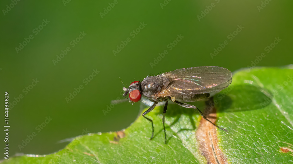 Small fly probably Anthomyia monilis Small fly probably Anthomyia monilis