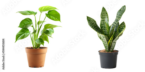 Side view of Monstera Deliciosa isolated on a white background. Generative AI.