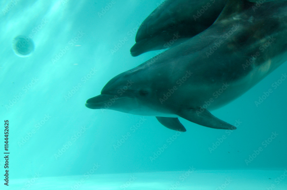 Naklejka premium イルカ