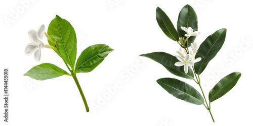 Sprig White Tiare Flower With Leaf. Generative AI.