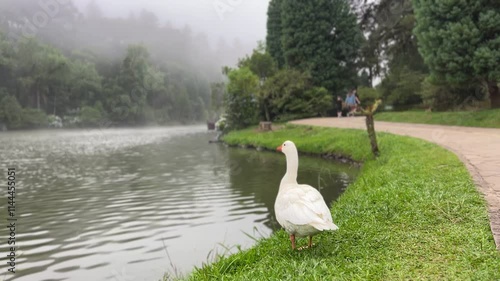 Lago negro Gramado