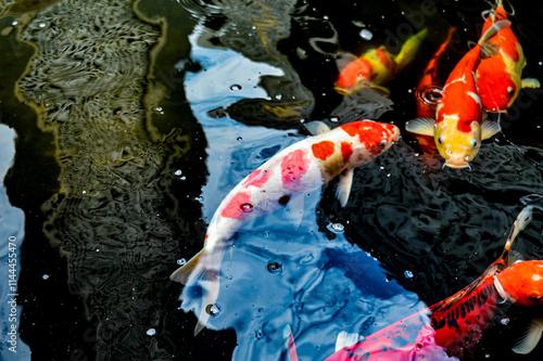 Koi fish, red, white and yellow goldfish in a garden water pond. Focus on fish ,noisy, exposure, similar others photo