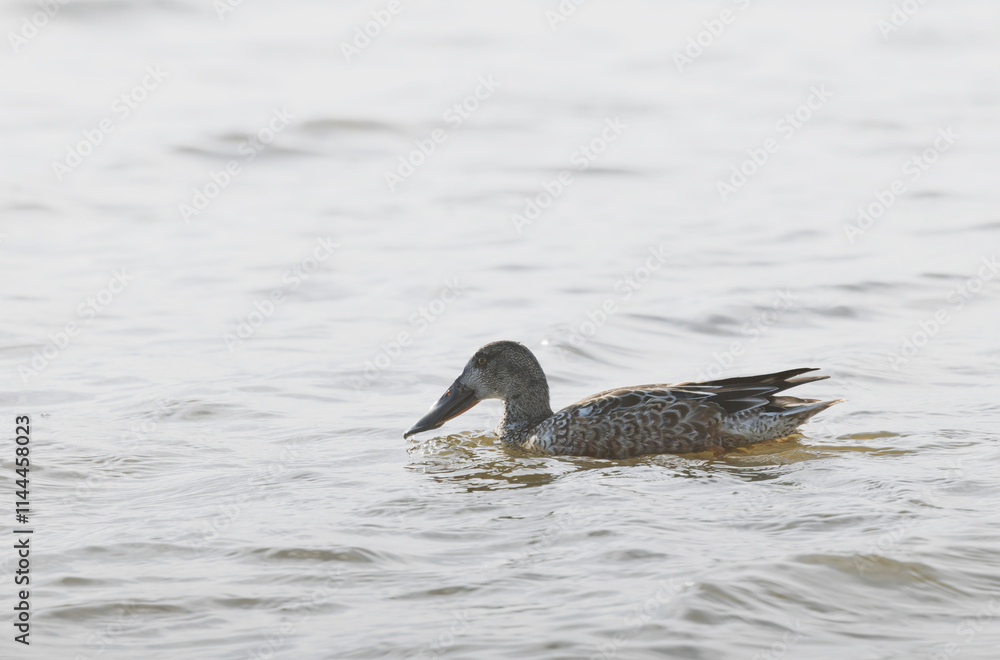 Fototapeta premium Northern Shoveler Spatula clypeata swimming on a pond