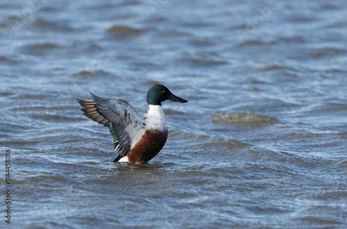 Northern Shoveler Spatula clypeata swimming on a pond