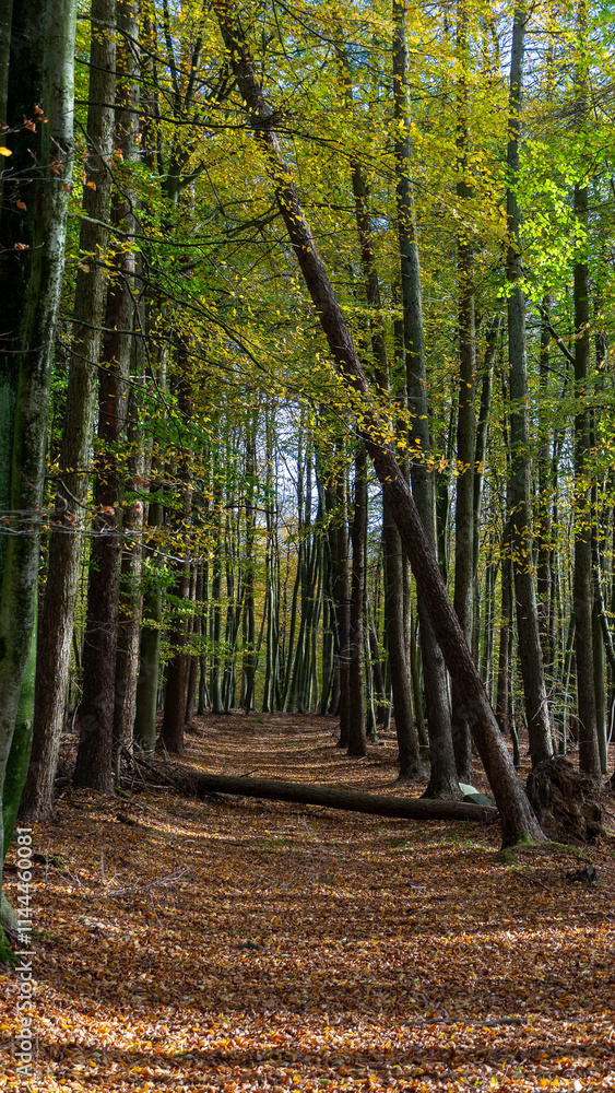 Obraz premium Forest during autumn with colourful leaves
