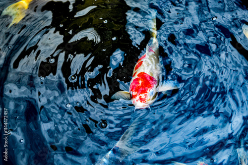 Koi fish, red, white and yellow goldfish in a garden water pond. Focus on fish ,noisy, exposure, similar others