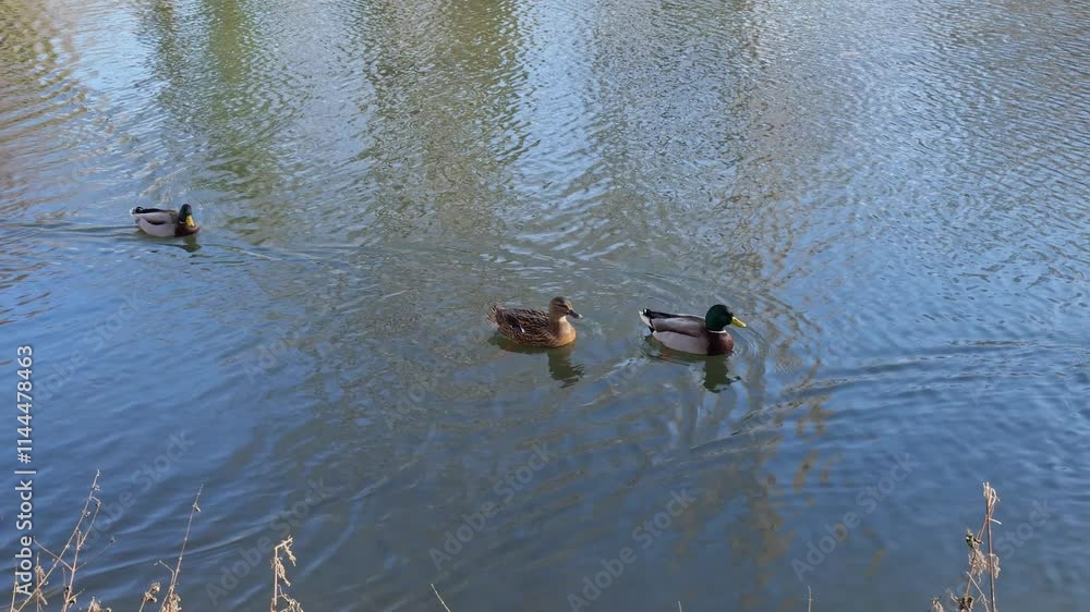 Two Mallard Ducks Landing On The Water (Anas Platyrhynchos) Two Mallard Ducks Landing On The Water (Anas Platyrhynchos)