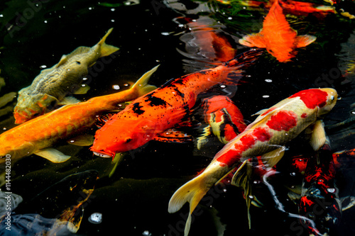Koi fish, red, white and yellow goldfish in a garden water pond. Focus on fish ,noisy, exposure, similar others