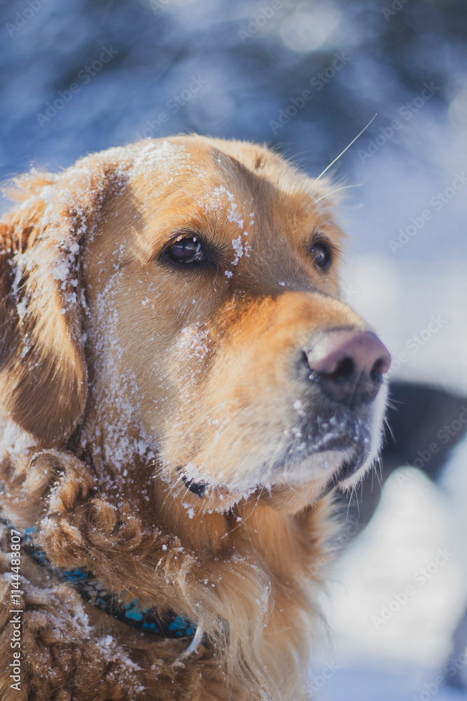 Obraz premium Golden Retriever stands profoundly while covered in fresh snow. Family pet having fun in winter.