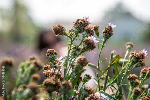 close up of a thistle photo