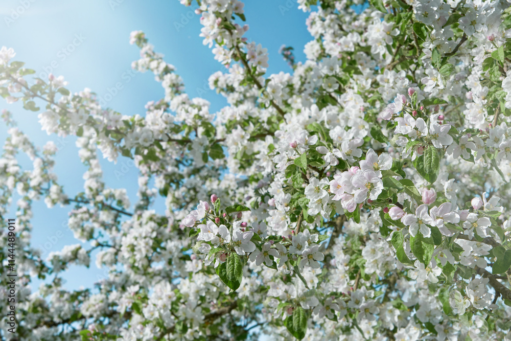 Apple branches blossom. Spring background of macro apple blossom tree branch. Happy Passover background. World environment day concept. Easter, Birthday, womens or mothers holiday. Apple branches blossom. Spring background of macro apple blossom tree branch. Happy Passover background. World environment day concept. Easter, Birthday, womens or mothers holiday.