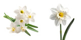 White narcissus flower isolated on a white background. Generative AI.