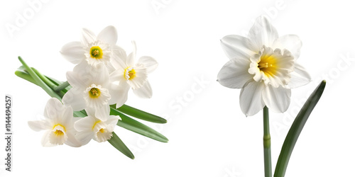 White narcissus flower isolated on a white background. Generative AI.