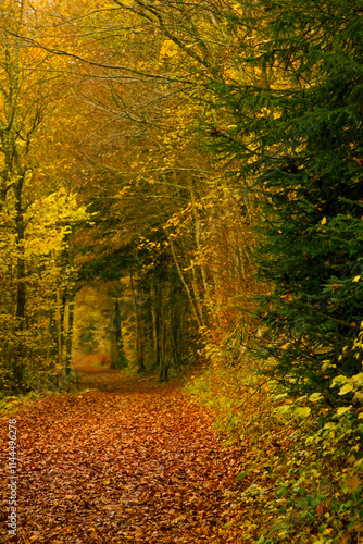 chemin d'automne