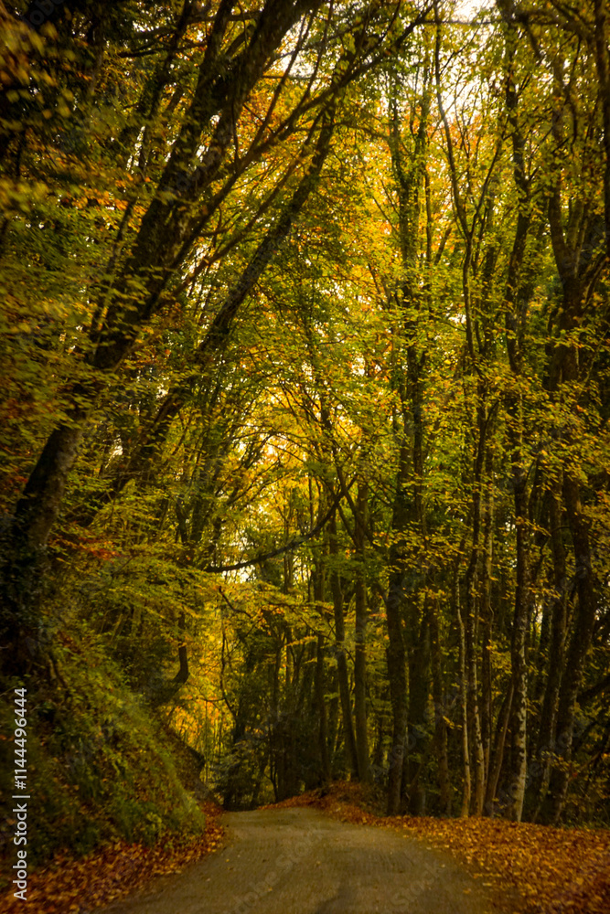 Obraz premium route d'automne