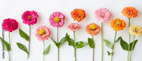 Fototapeta Naklejka Na Ścianę i Meble -  colorful zinnia flowers in a row against white background