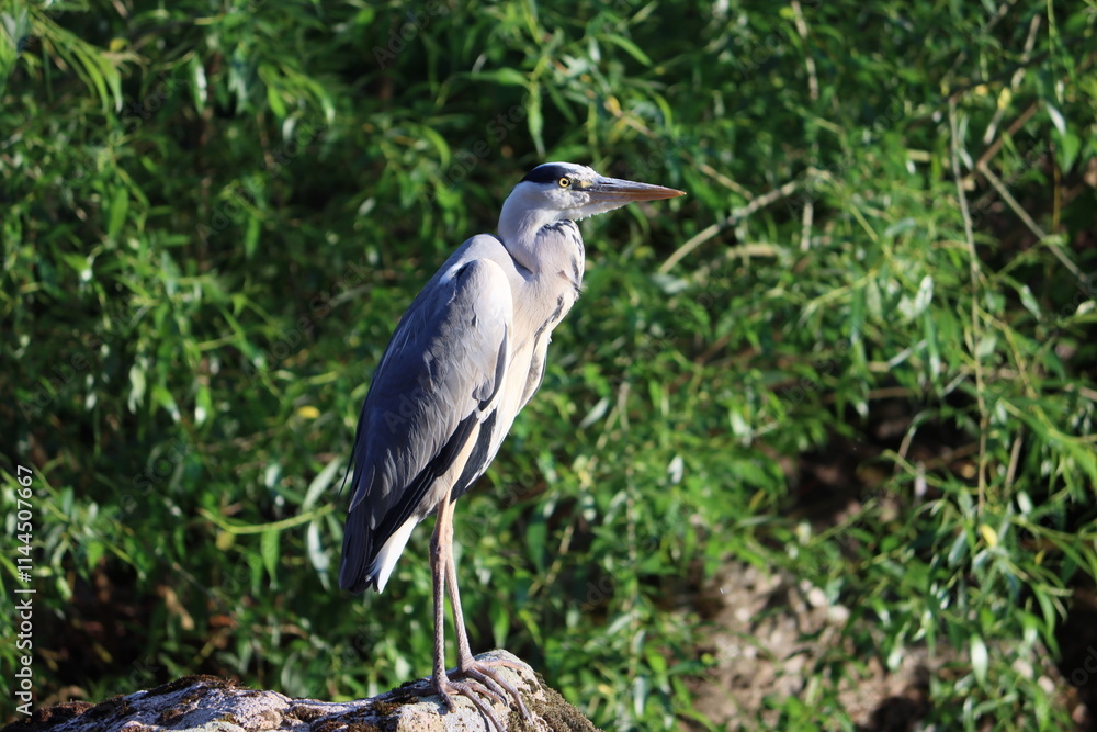 Sweden. The grey heron (Ardea cinerea) is a long-legged wading bird of the heron family, Ardeidae, native throughout temperate Europe and Asia, and also parts of Africa. Sweden. The grey heron (Ardea cinerea) is a long-legged wading bird of the heron family, Ardeidae, native throughout temperate Europe and Asia, and also parts of Africa.