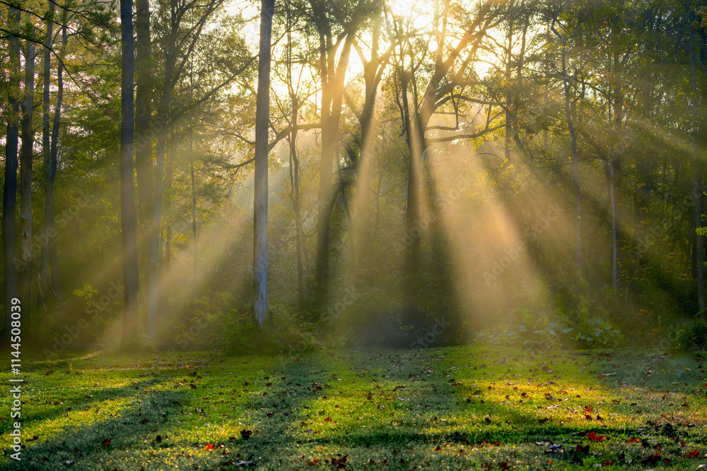 Obraz premium Sunlight filtering through Fog in a forest at sunrise.