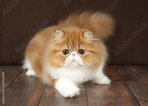 Portrait of a fluffy Persian cat on a dark background. Color: red and white. photo