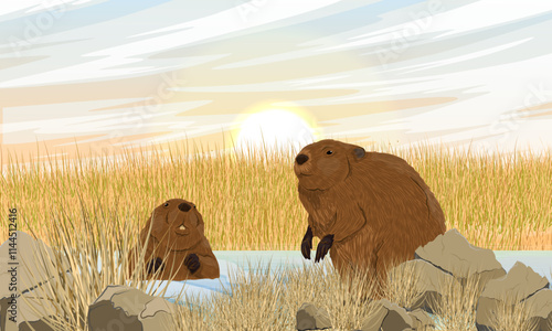 A pair of beavers in a drying up stream. Realistic vector landscape