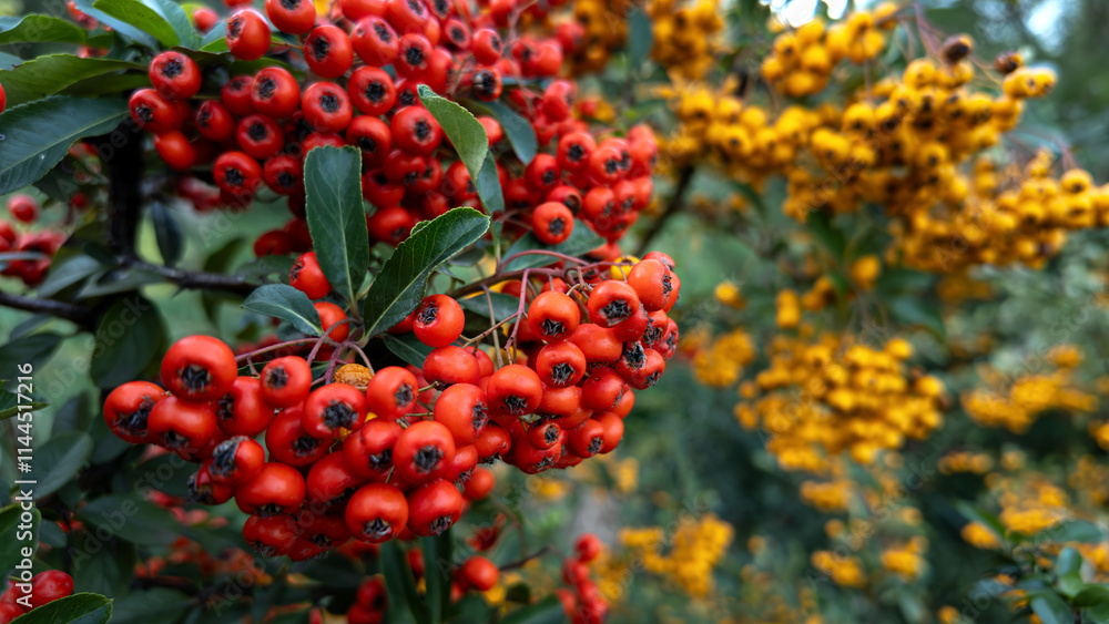 Pyracantha red close-up with shallow depth of field Pyracantha red close-up with shallow depth of field