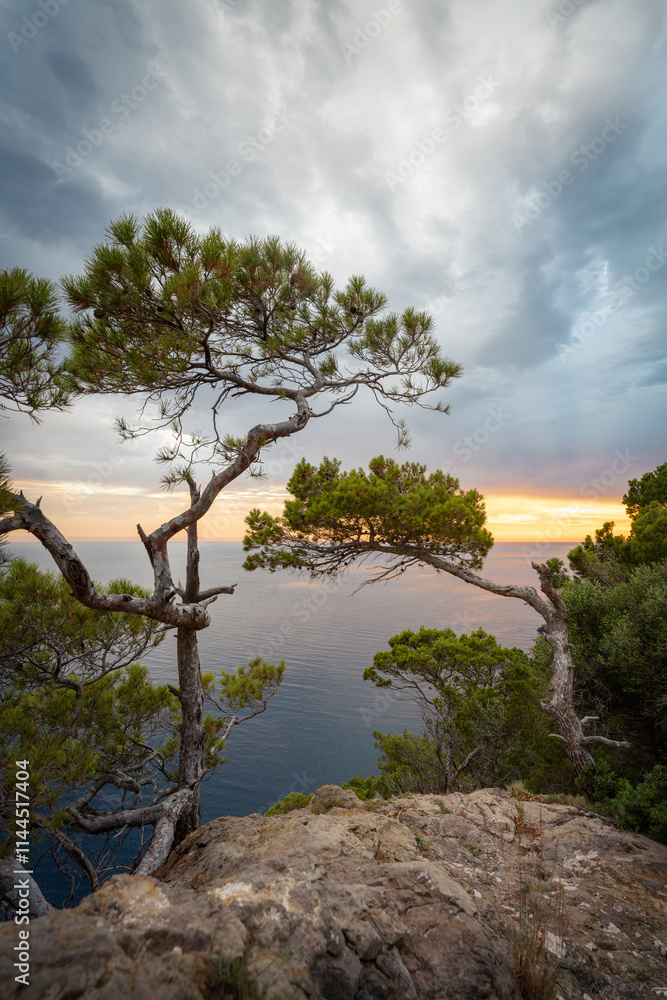 Tree on Rock overlooking the Mediterranean
