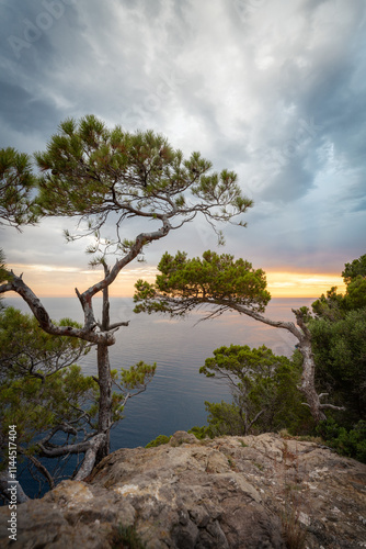 Obraz na płótnie Tree on Rock overlooking the Mediterranean w salonie