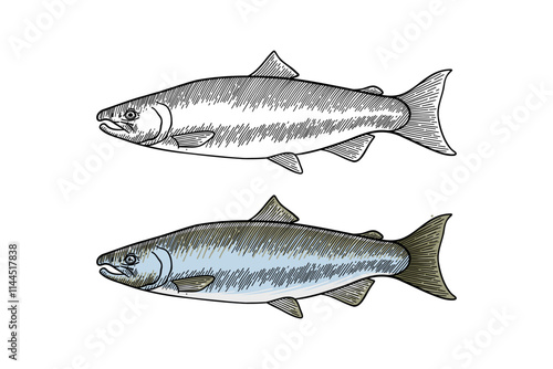 colored illustration of salmon fish in engraving style