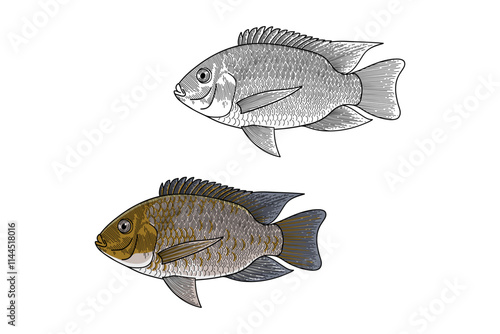 nile tilapia illustration in engraving style