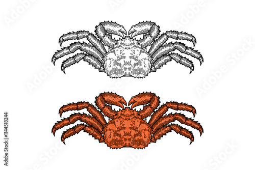 Alaskan crab illustration in engraving style