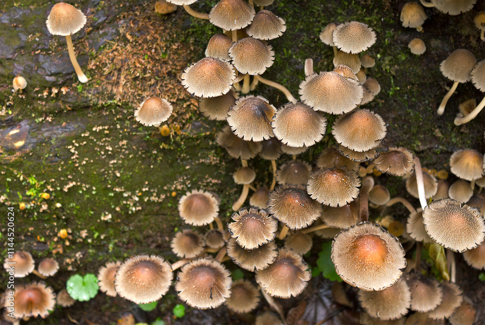 group of close-up mushrooms Psathyrella in the forest group of close-up mushrooms Psathyrella in the forest
