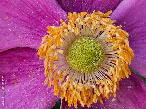 Close up of flower