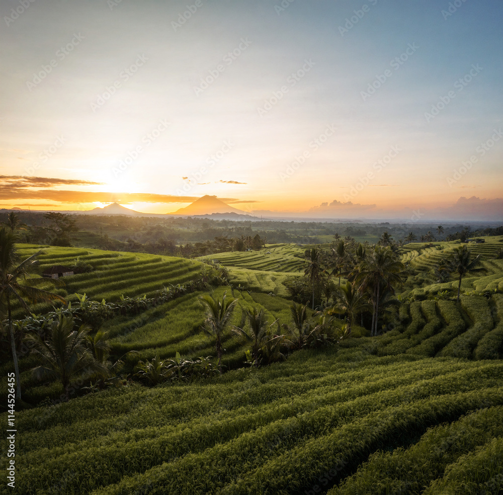 Rice Plantations in South East Asia