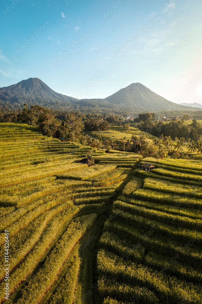 Rice Plantations in South East Asia