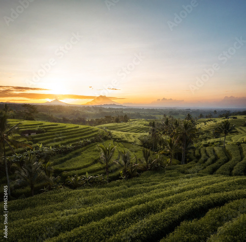 Obraz na płótnie Rice Plantations in South East Asia w salonie