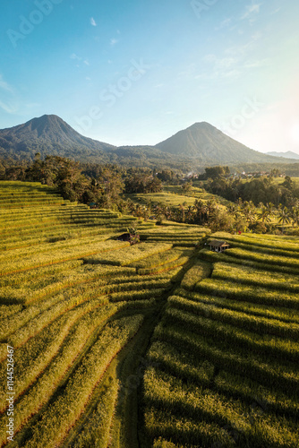 Obraz na płótnie Rice Plantations in South East Asia w salonie