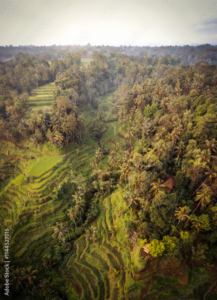 Rice Plantations in South East Asia